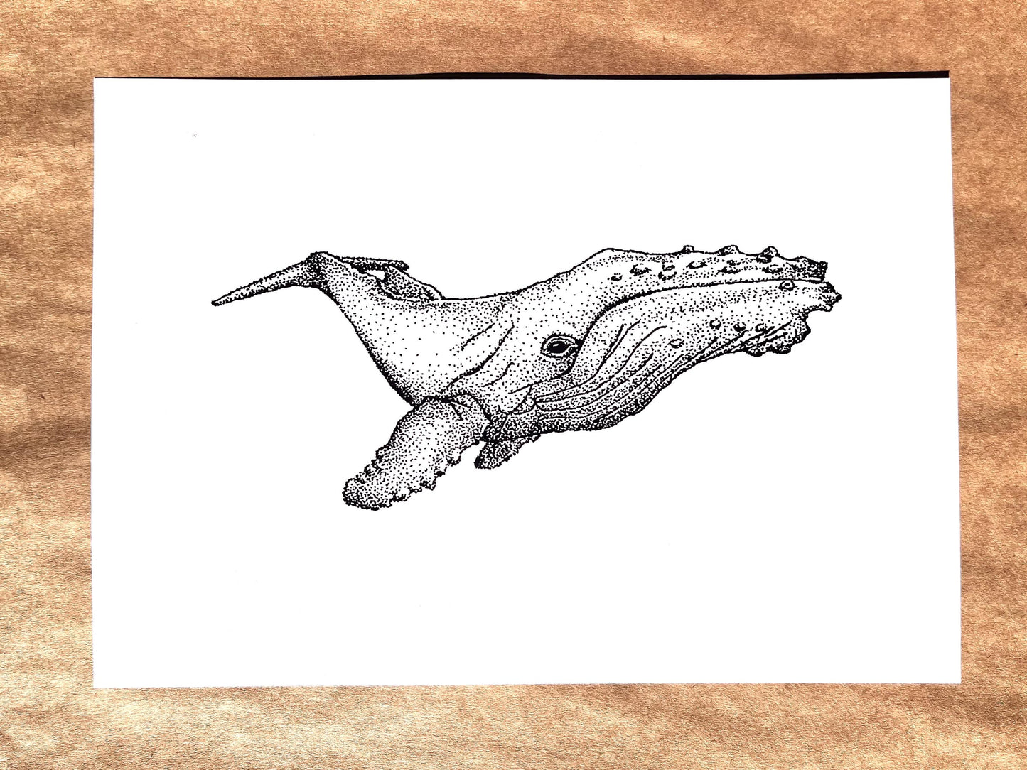 “Humpback Whale” Ink Drawing