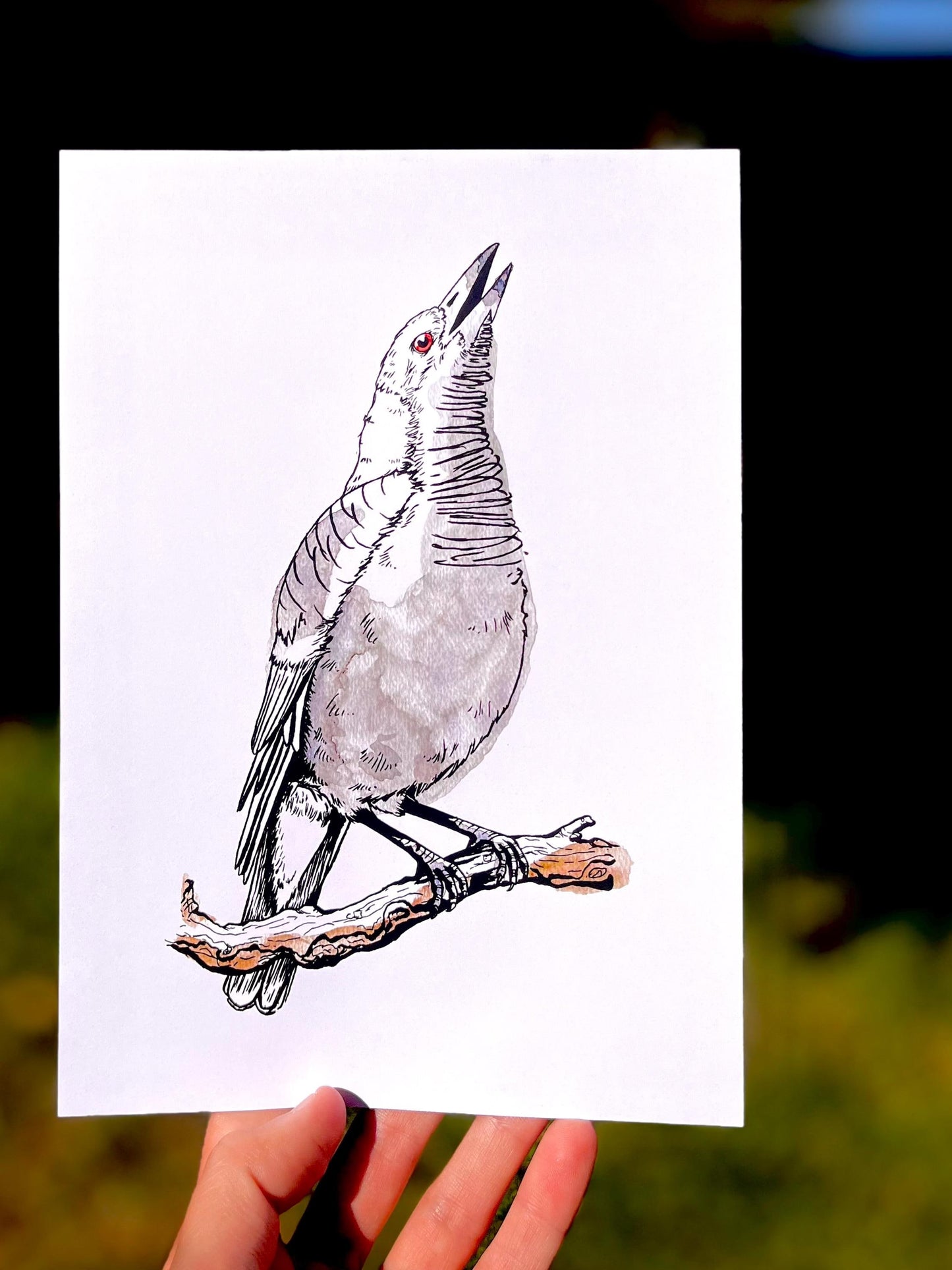 “Magpie” Watercolour