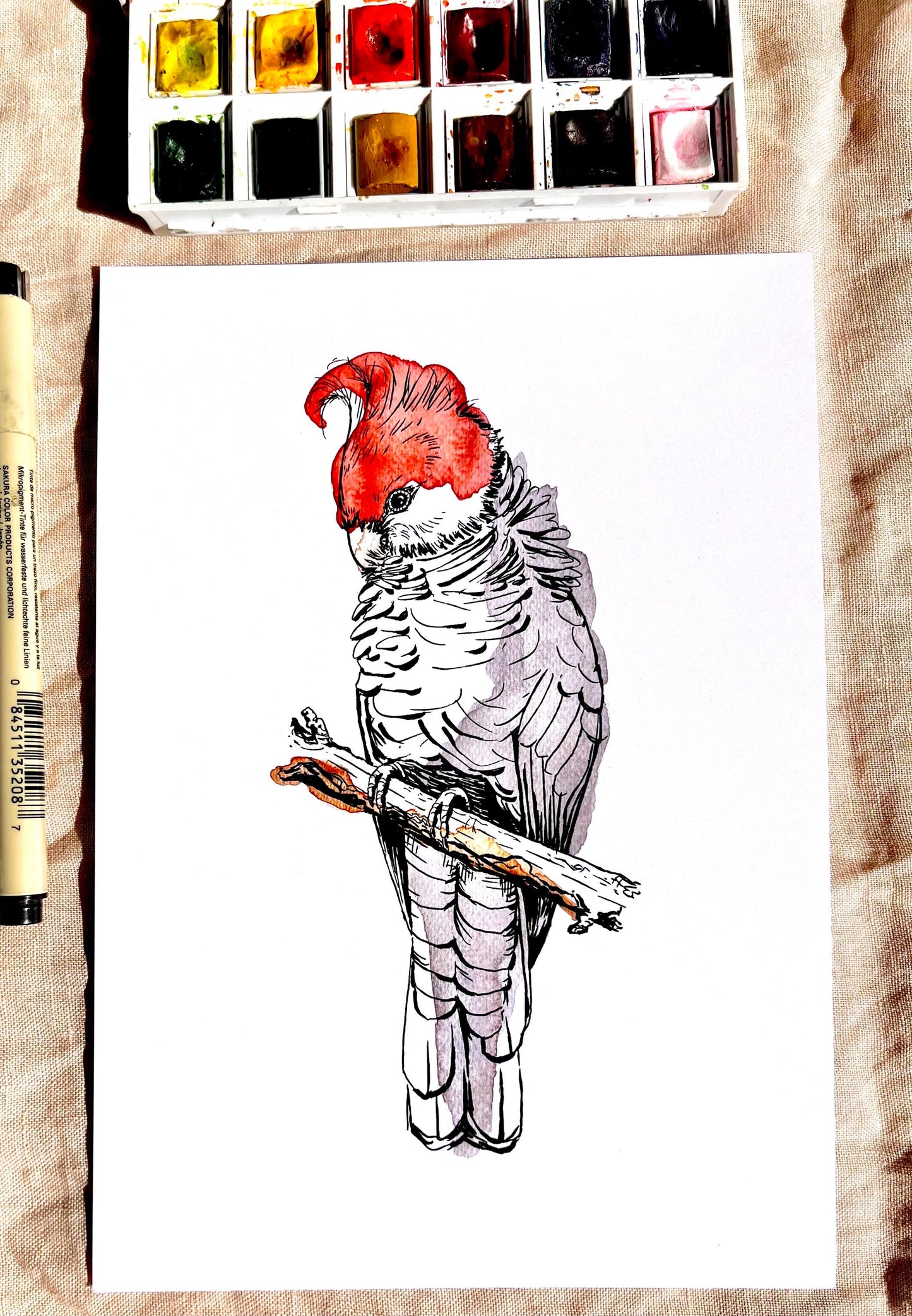 “Gang-gang” Watercolour