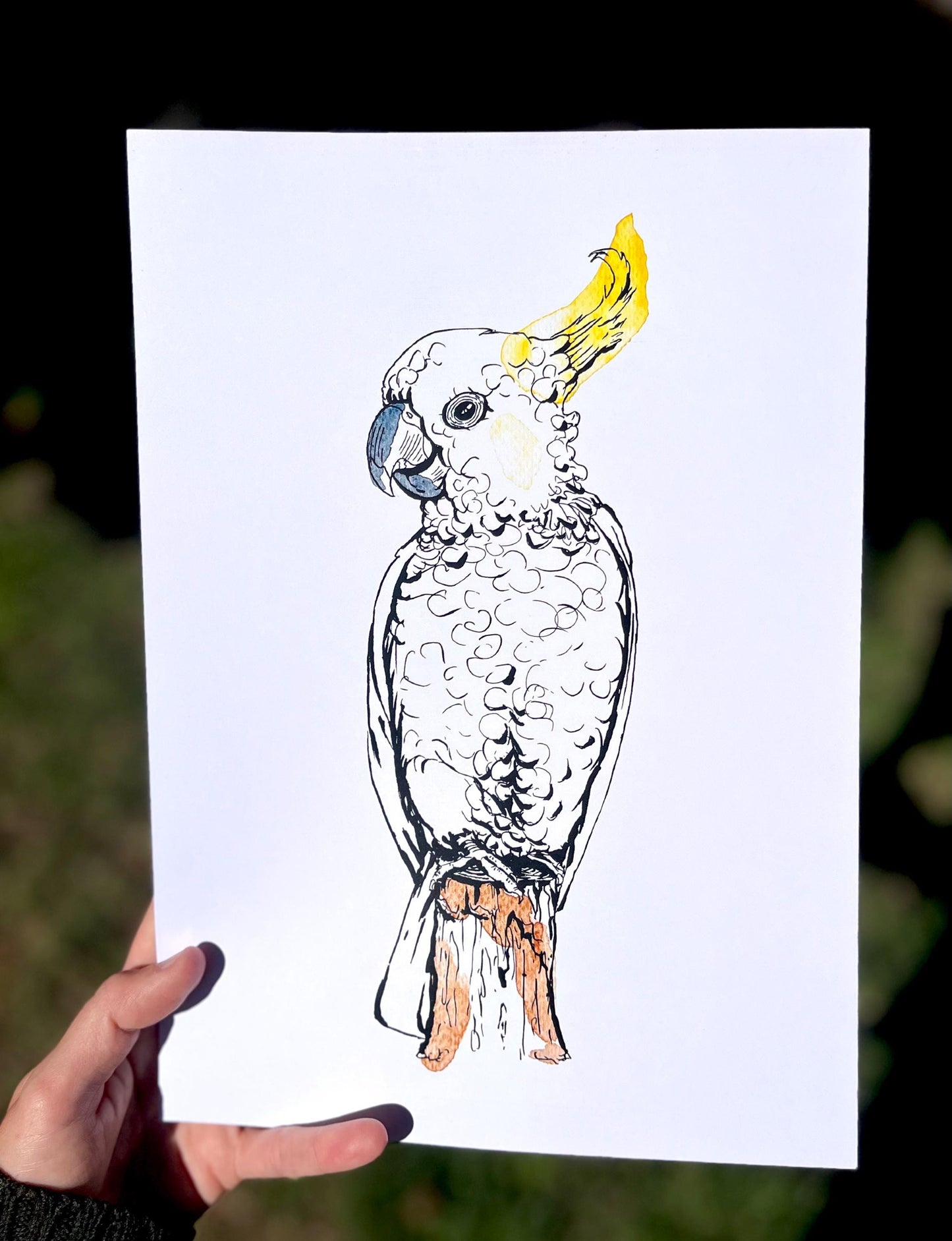 “Sulphur-crested cockatoo” watercolour