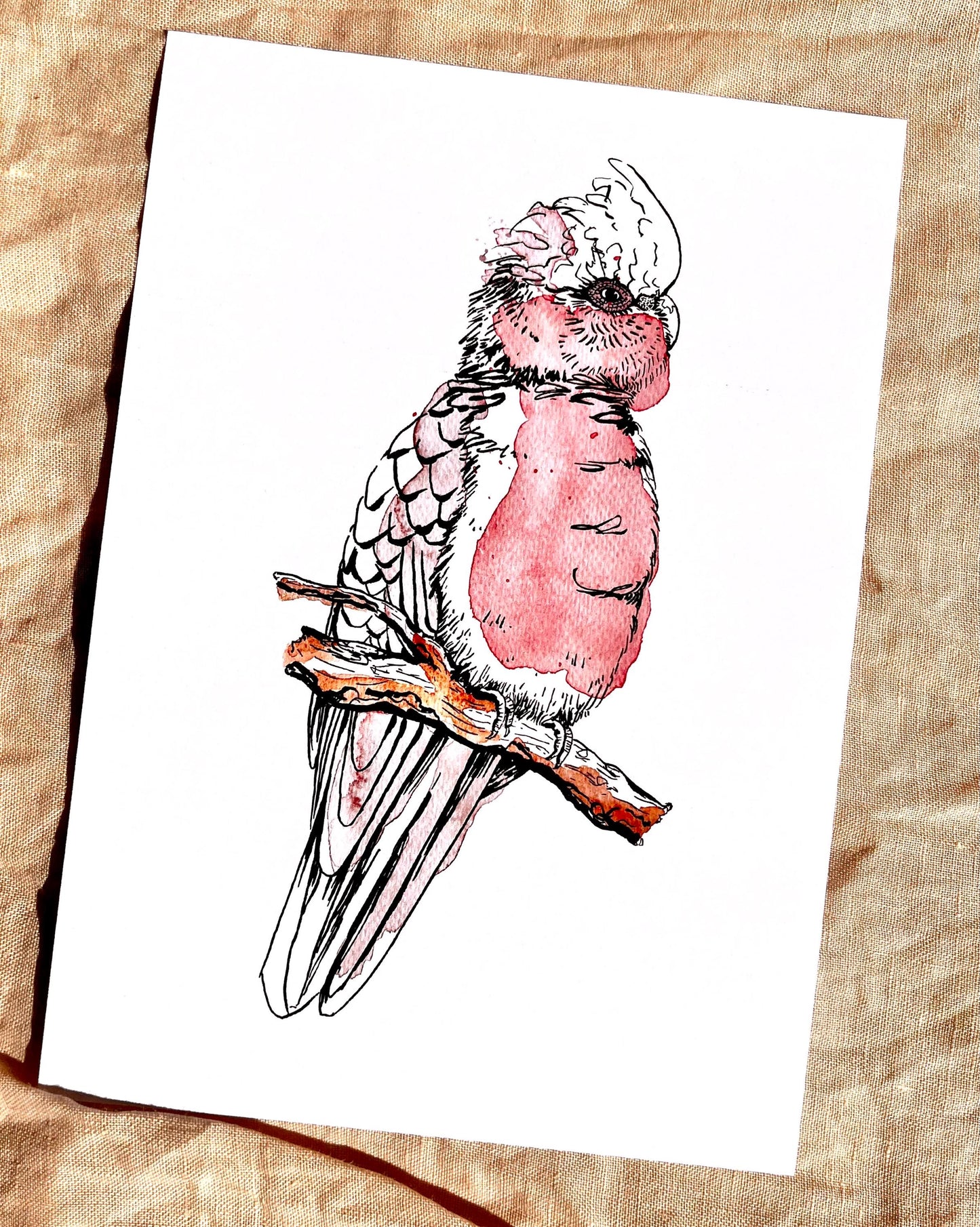 “Galah” watercolour