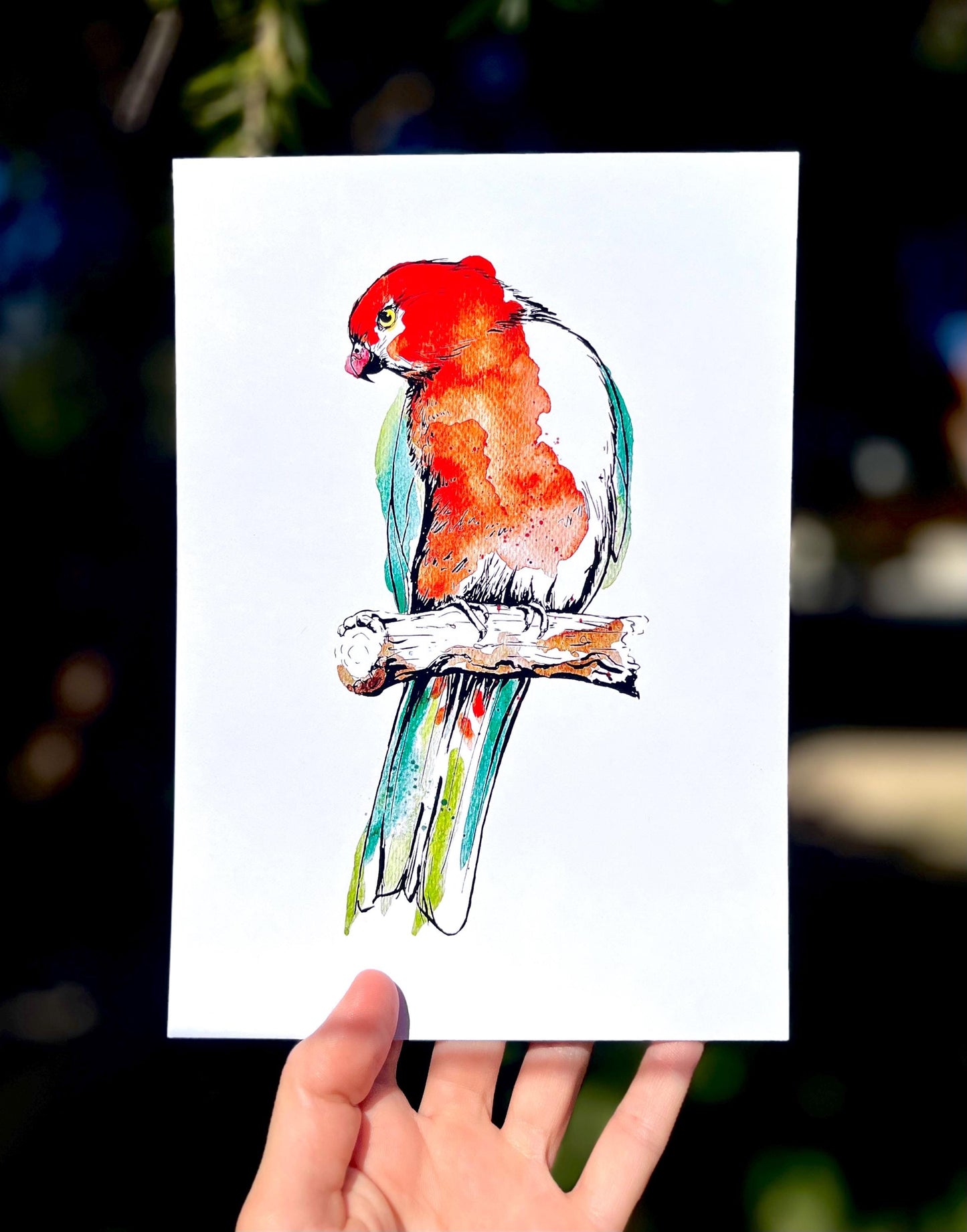 “King Parrot” Watercolour