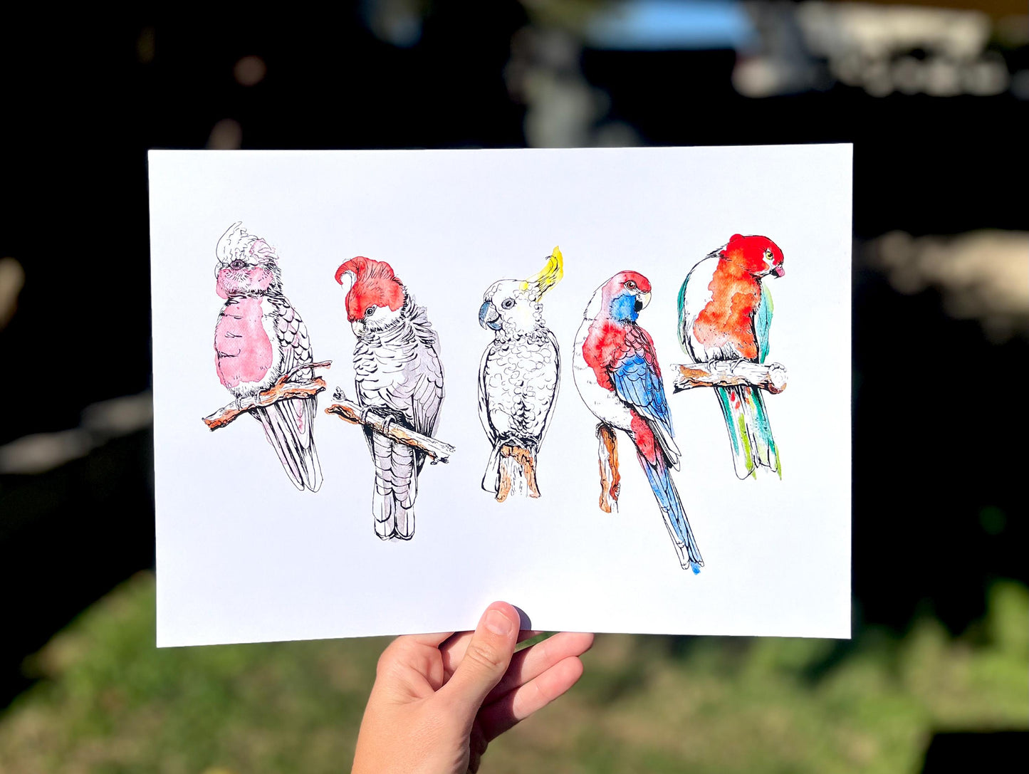 “Australian Parrots” watercolour