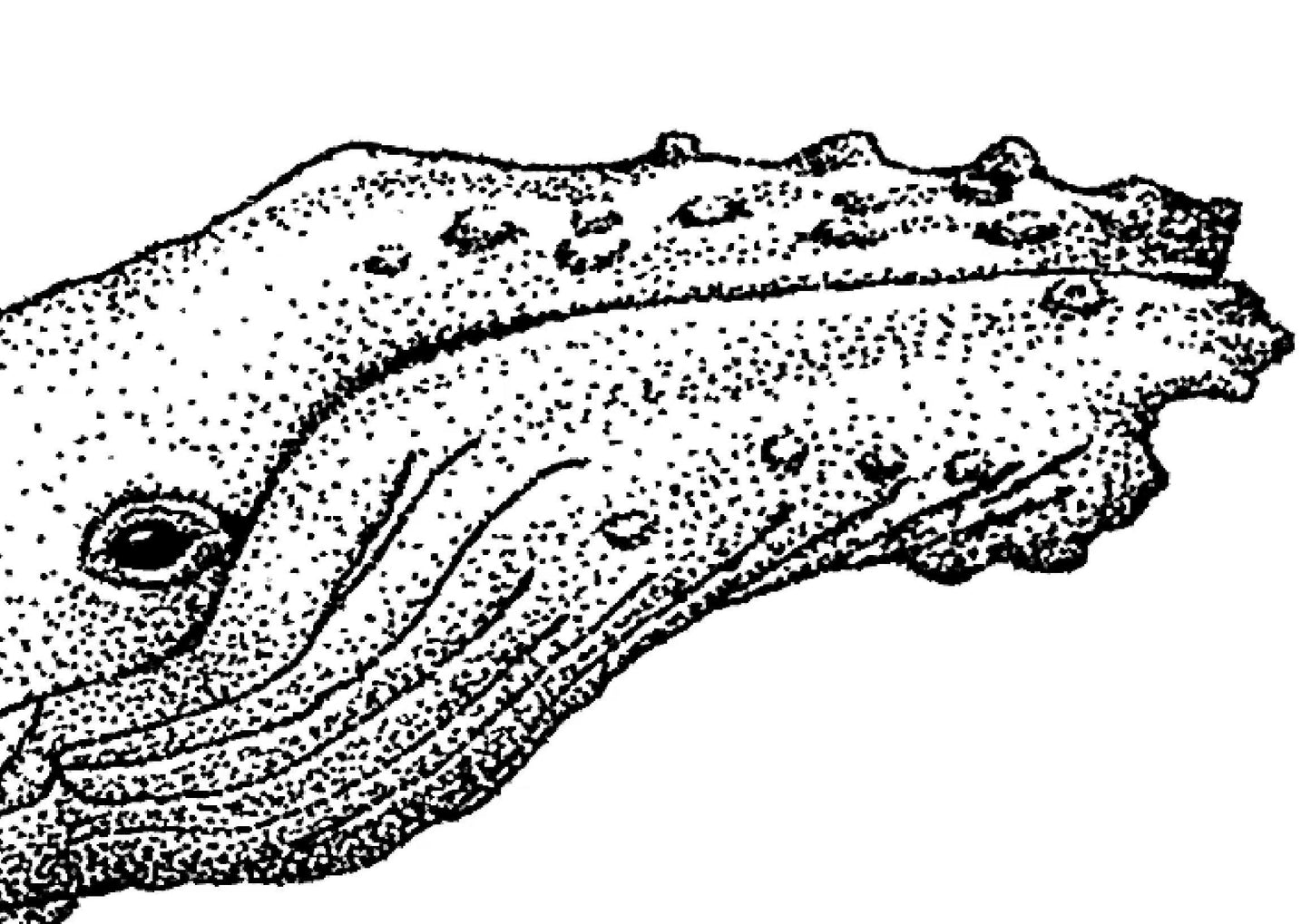 “Humpback Whale” Ink Drawing