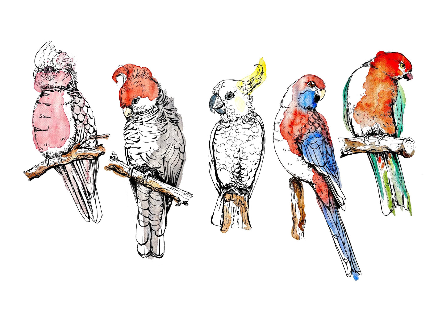 “Australian Parrots” watercolour