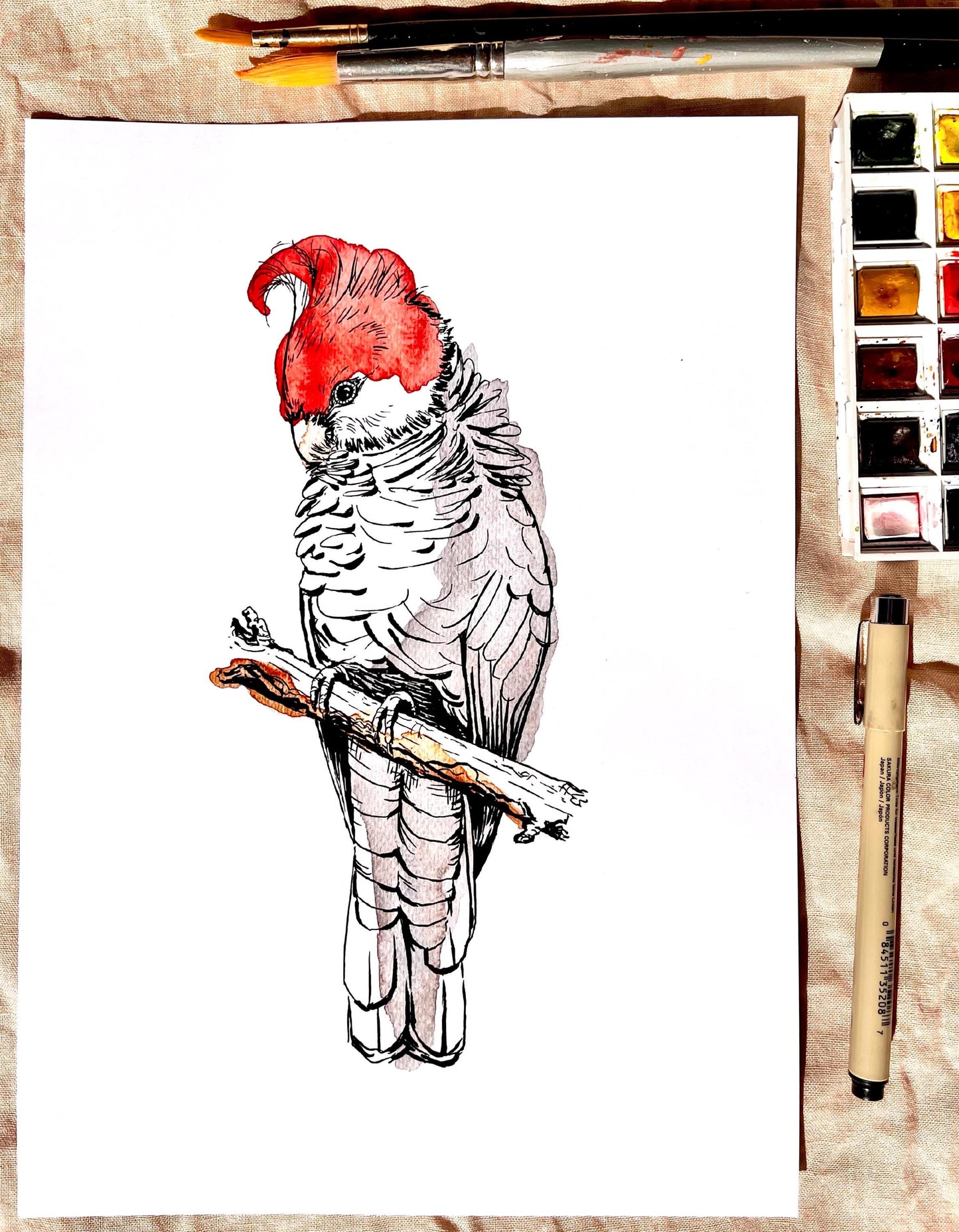 “Gang-gang” Watercolour