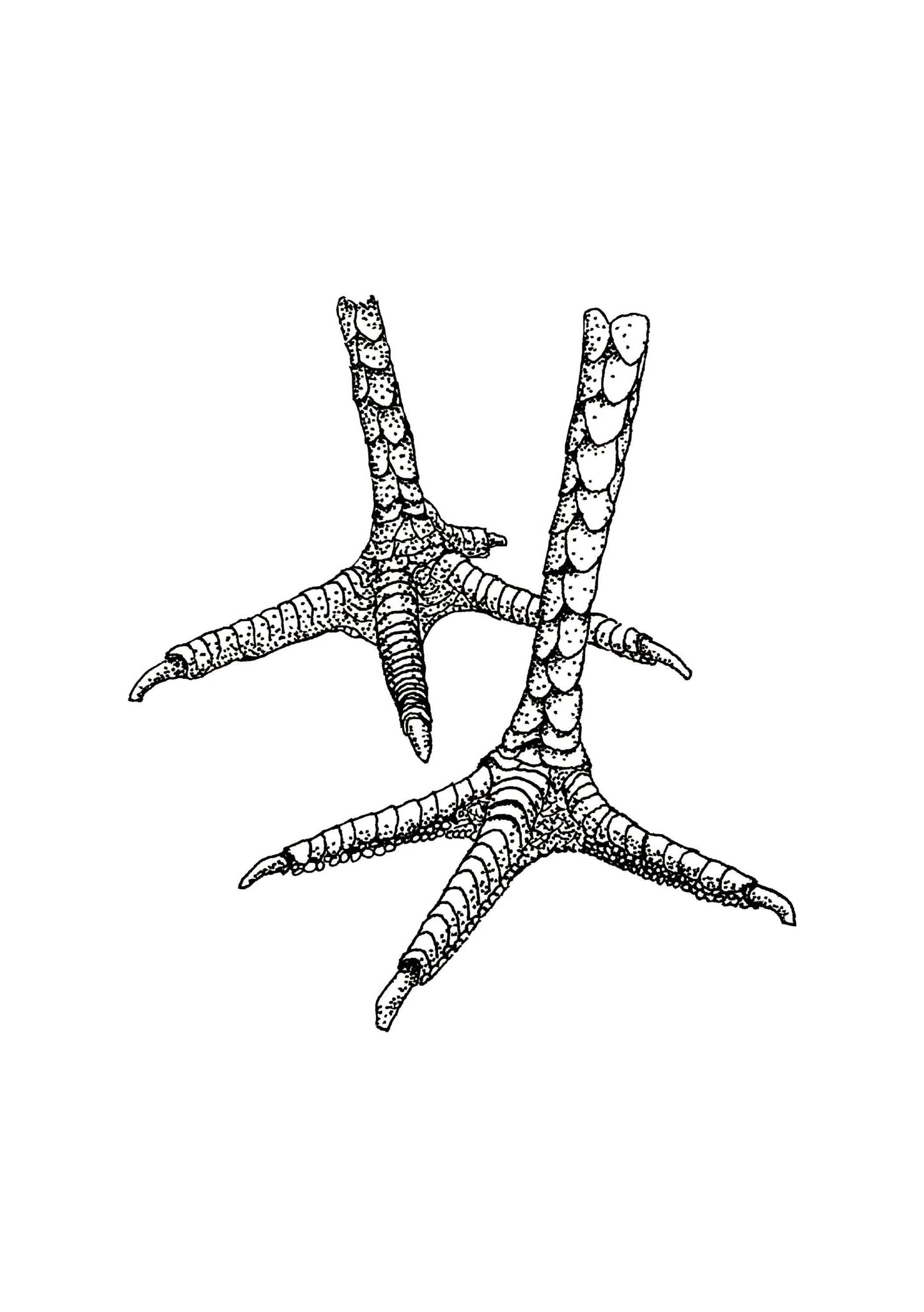 “Chicken Feet” Ink Drawing