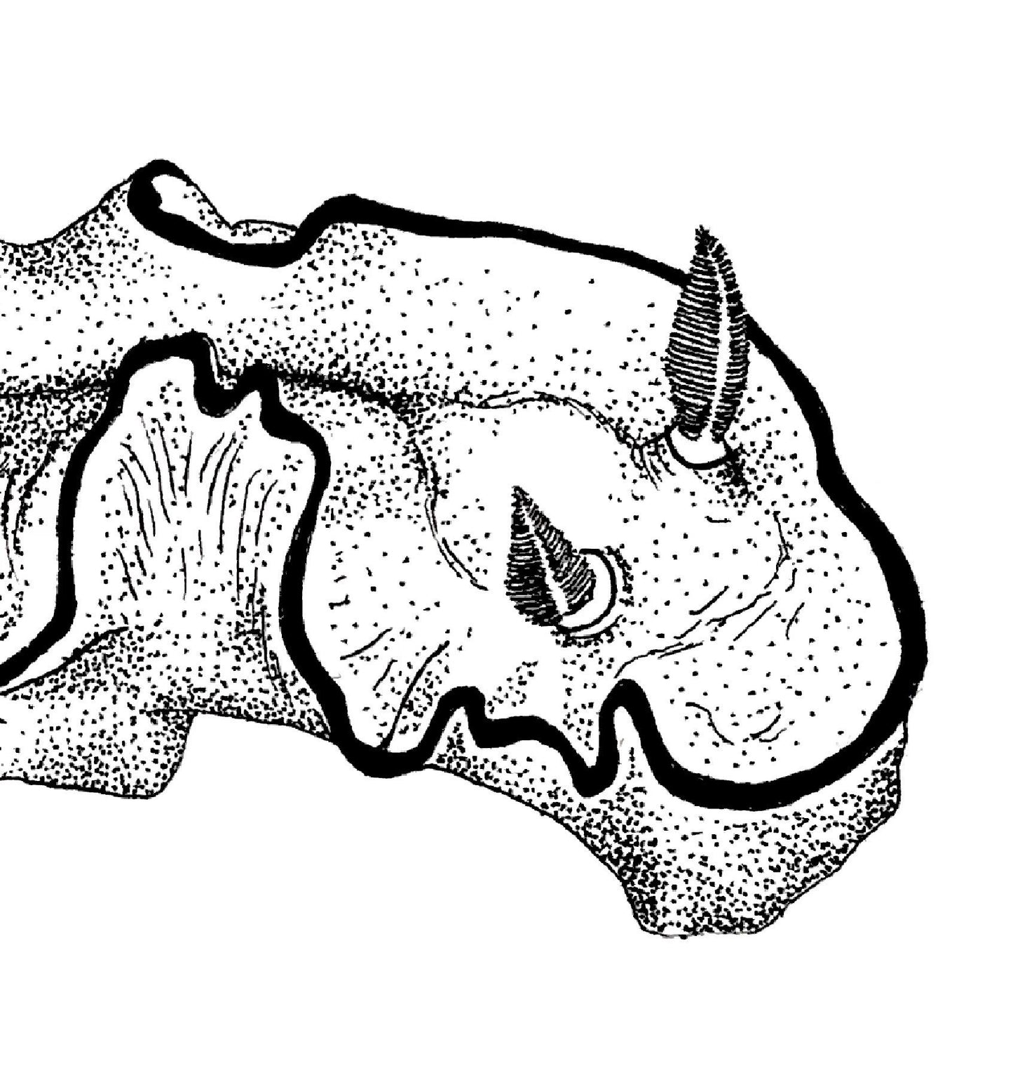 “Nudibranch Chromodorididae” Ink drawing