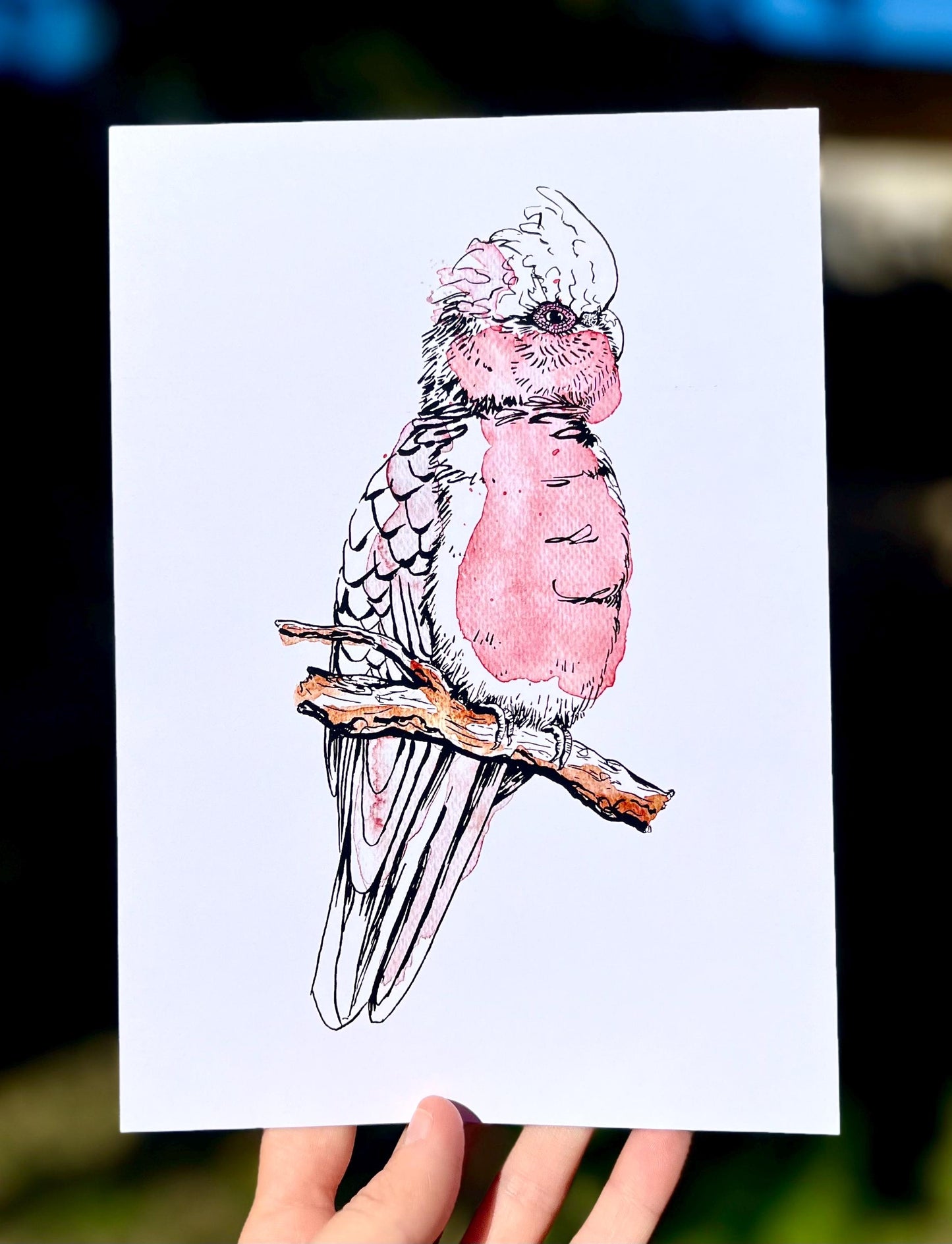 “Galah” watercolour