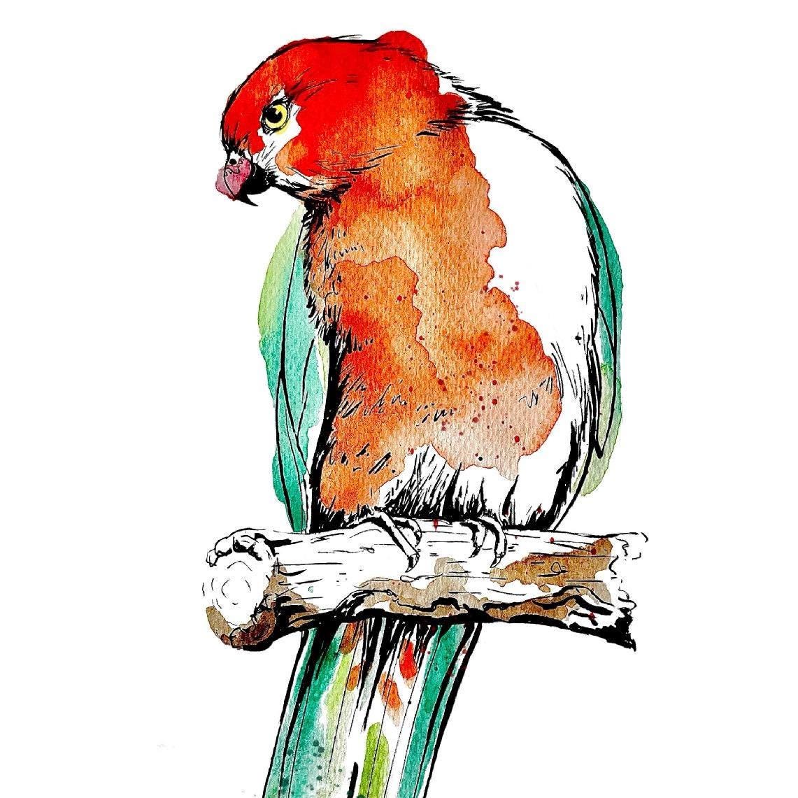 “King Parrot” Watercolour