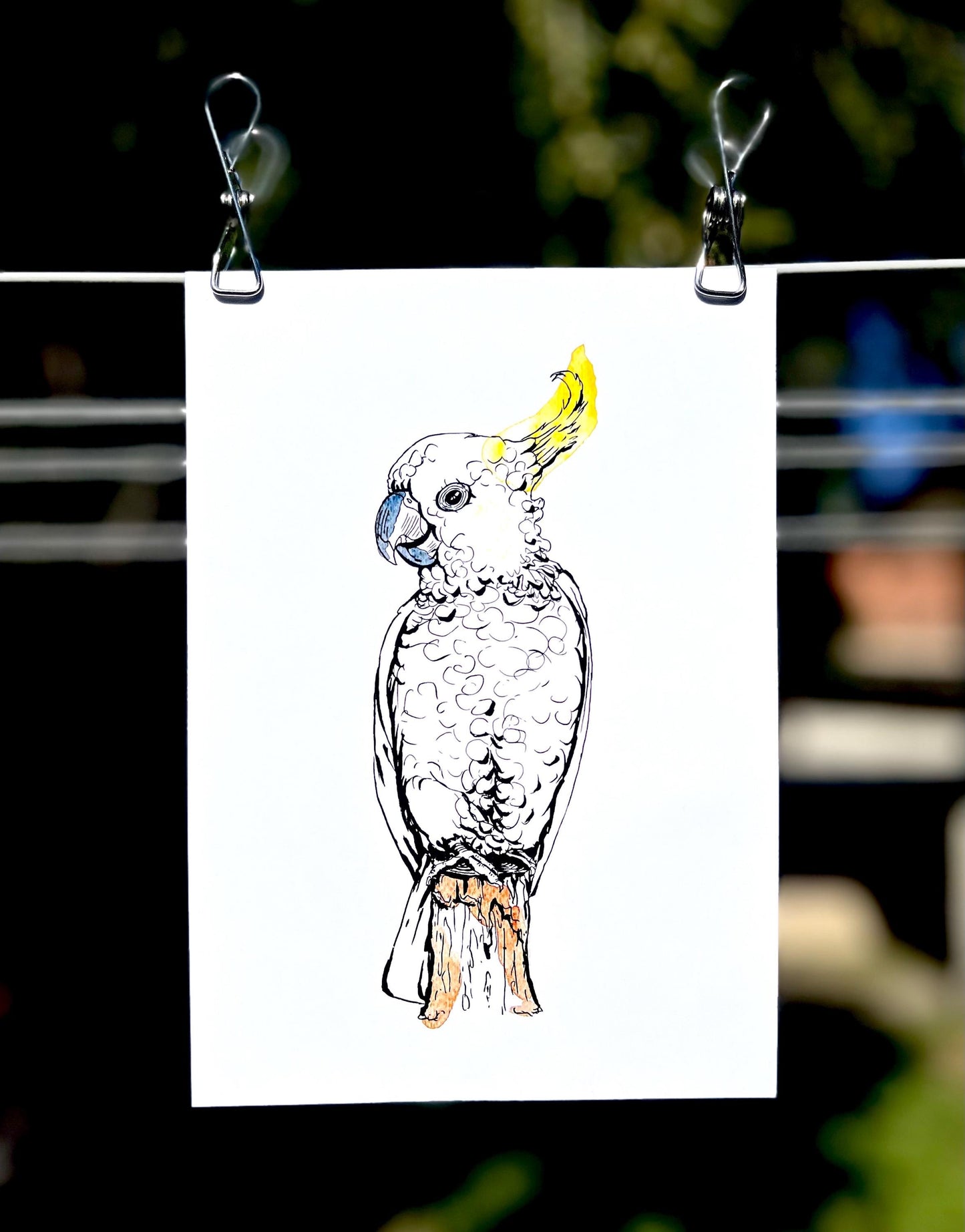 “Sulphur-crested cockatoo” watercolour