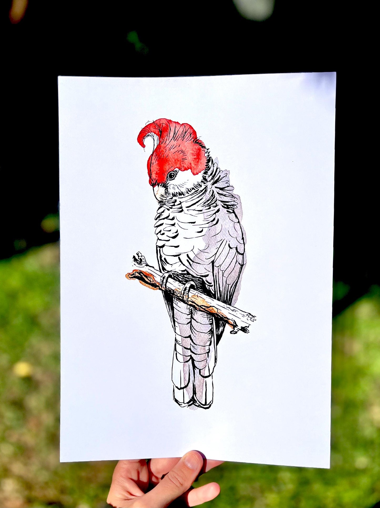 “Gang-gang” Watercolour