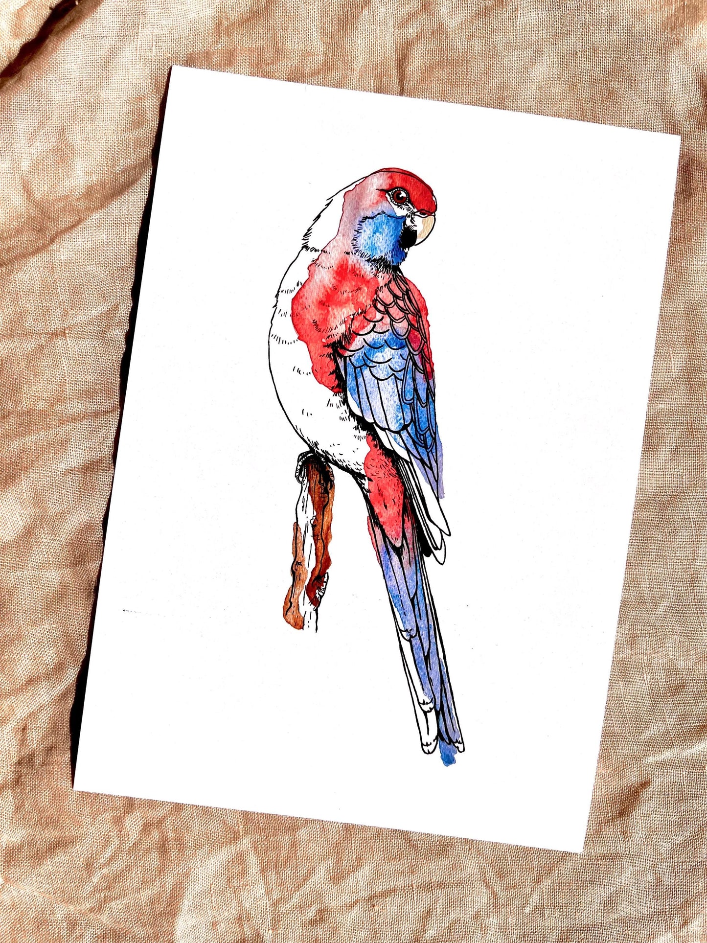 “Crimson Rosella’ Watercolour