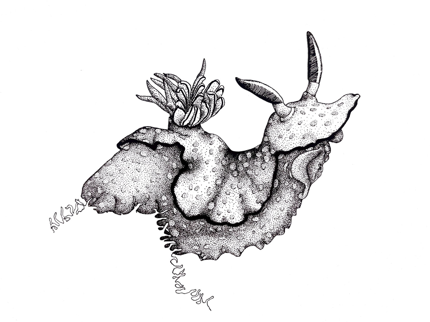 “Nudibranch on a ledge” ink drawing