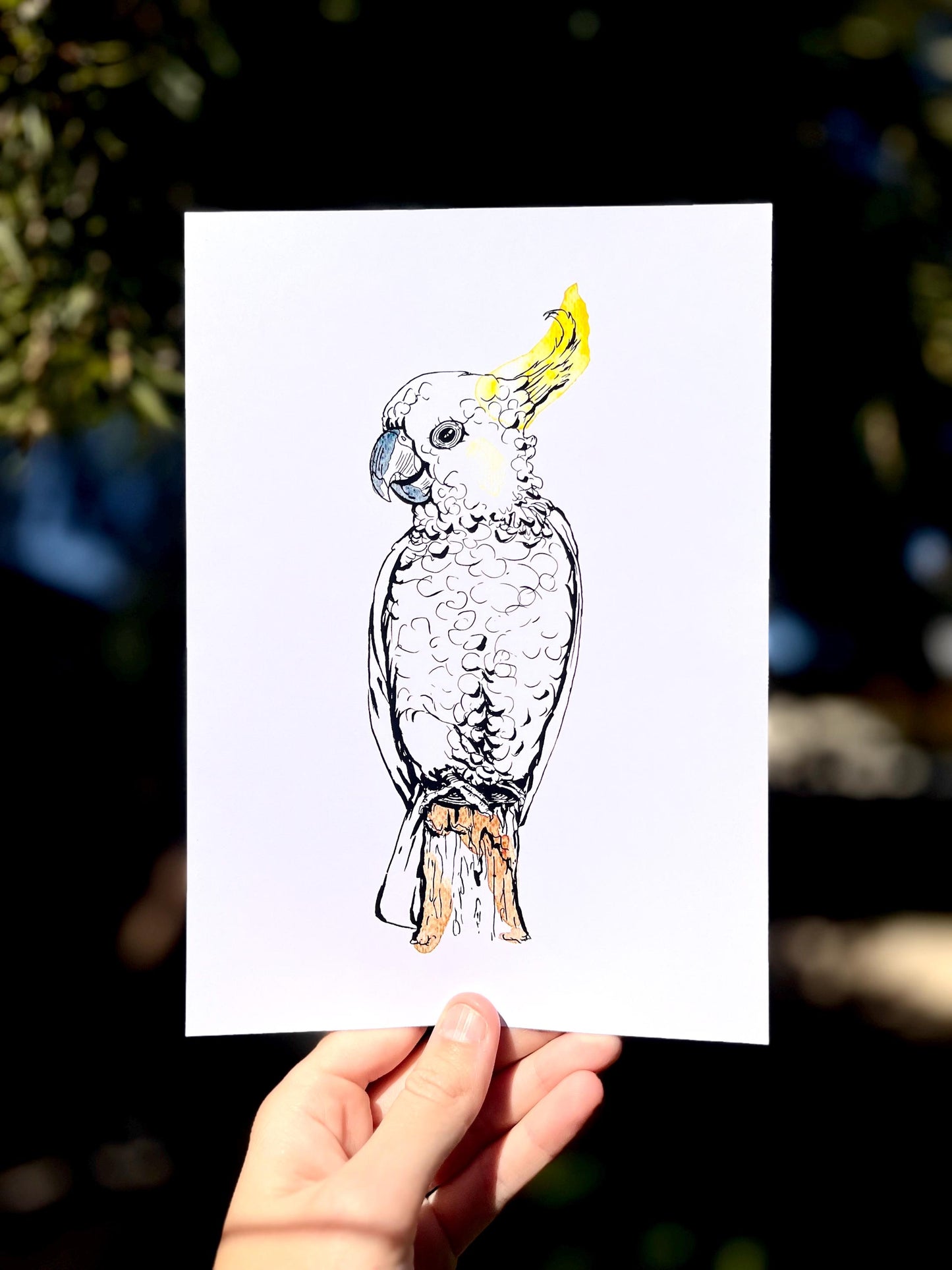 “Sulphur-crested cockatoo” watercolour