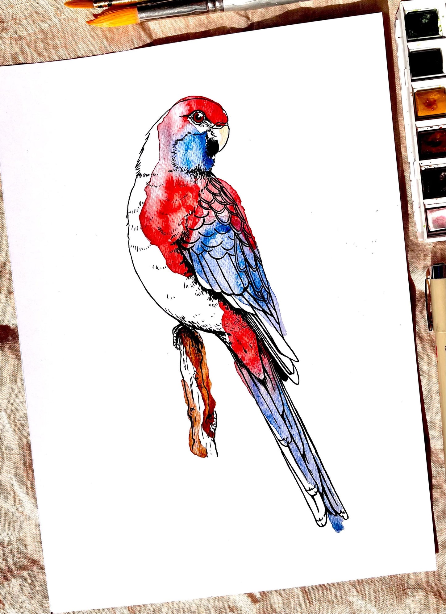 “Crimson Rosella’ Watercolour