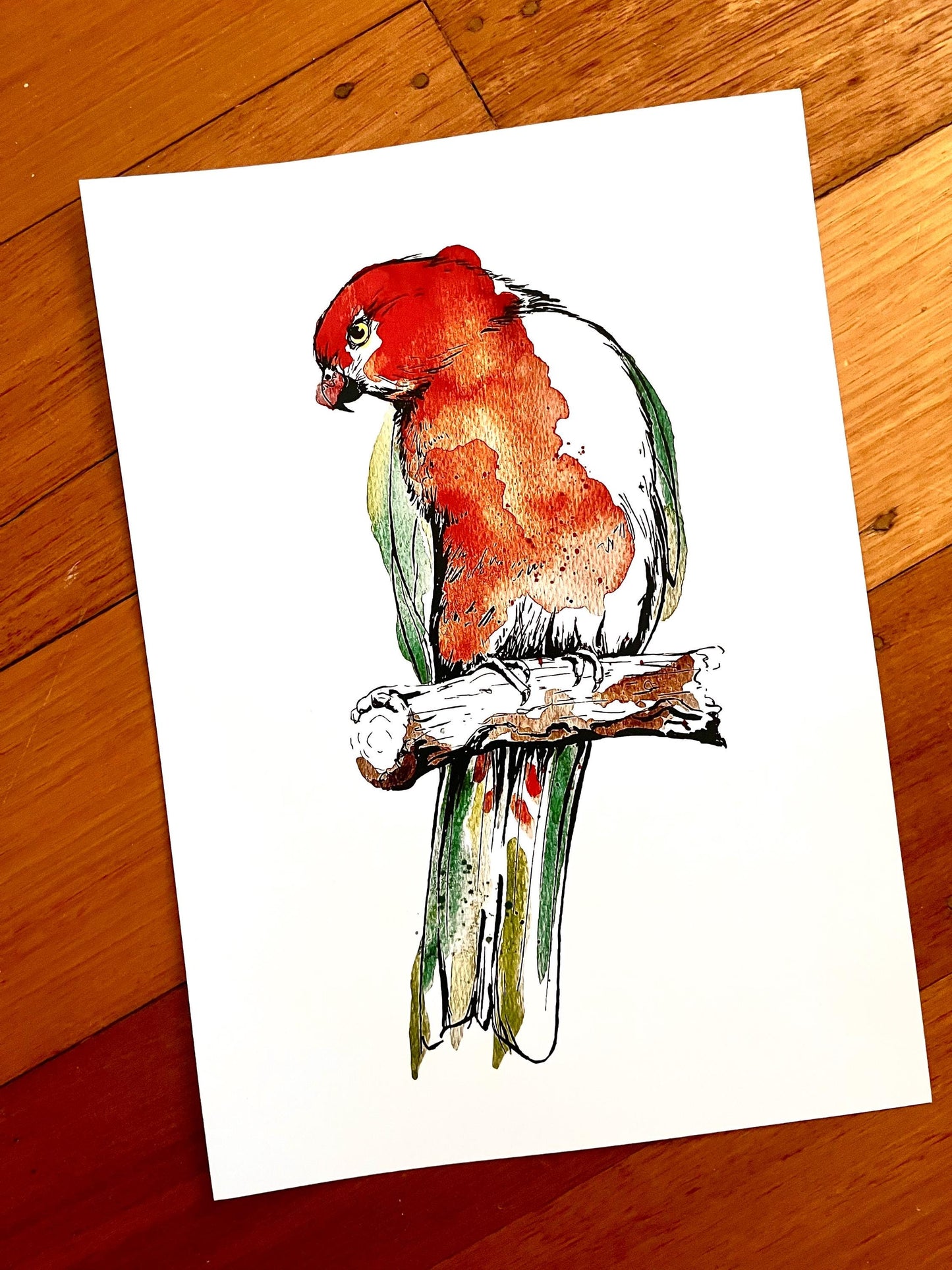 “King Parrot” Watercolour