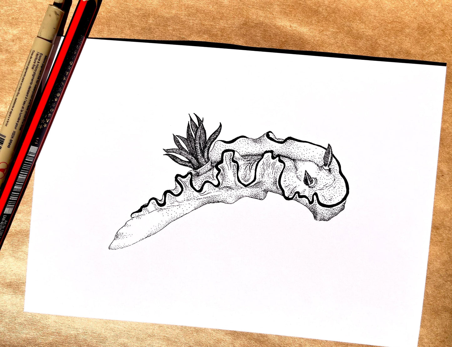 “Nudibranch Chromodorididae” Ink drawing