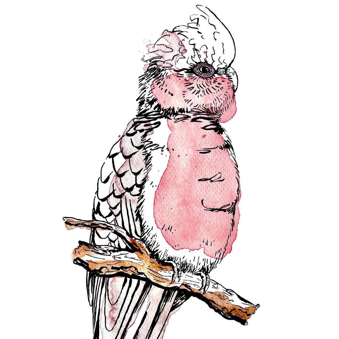 “Galah” watercolour