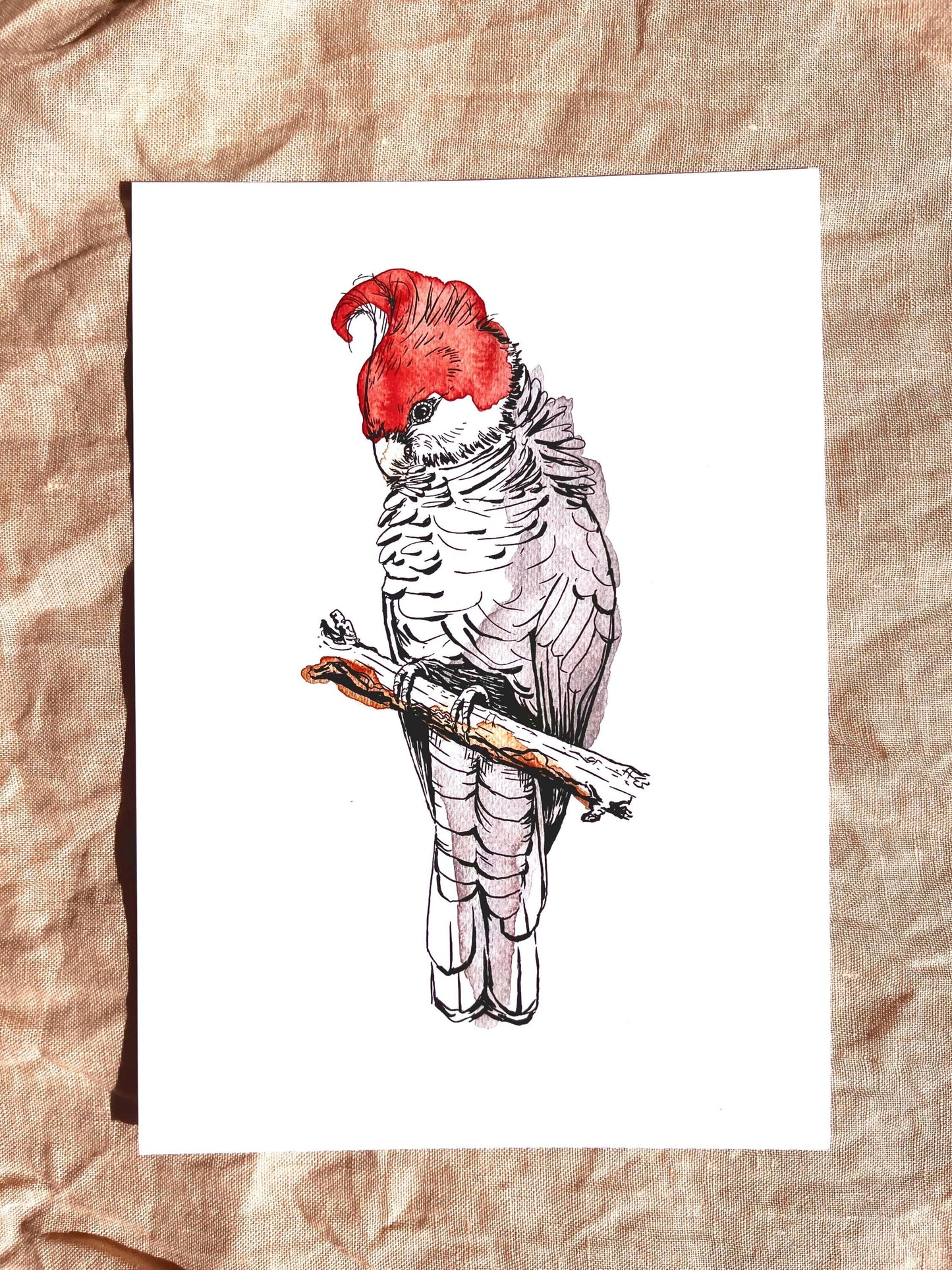 “Gang-gang” Watercolour