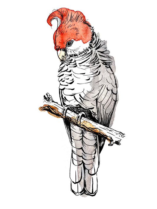 “Gang-gang” Watercolour