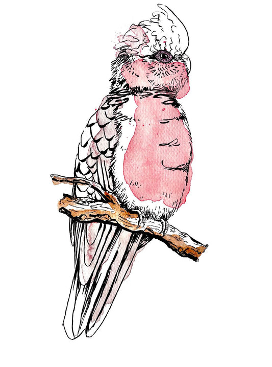 “Galah” watercolour