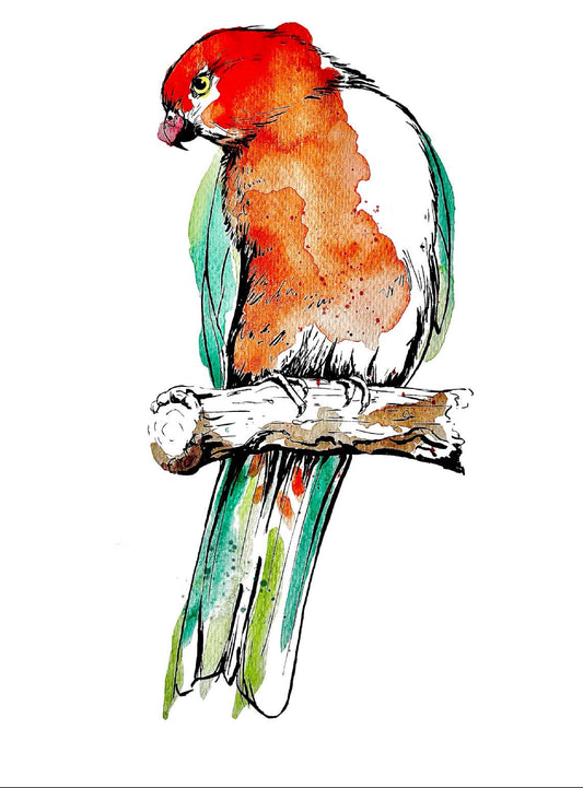 “King Parrot” Watercolour