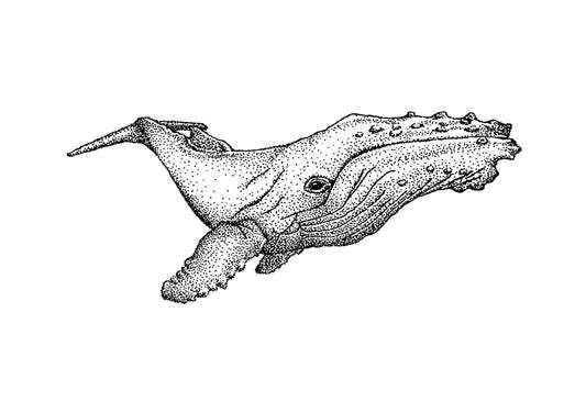 “Humpback Whale” Ink Drawing