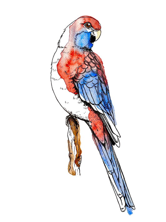 “Crimson Rosella’ Watercolour