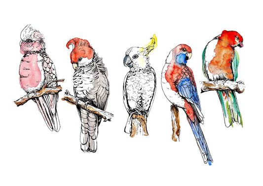 “Australian Parrots” watercolour
