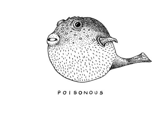 “Poinsonous Puffer” ink drawing