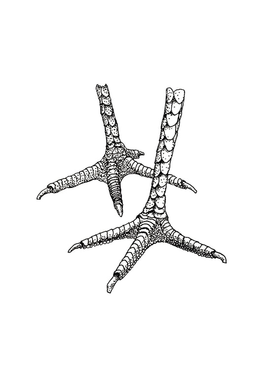 “Chicken Feet” Ink Drawing