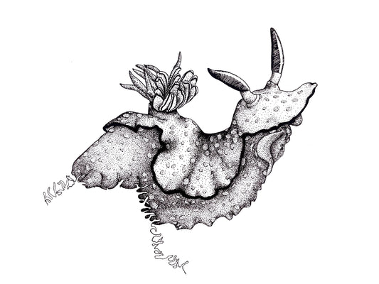 “Nudibranch on a ledge” ink drawing