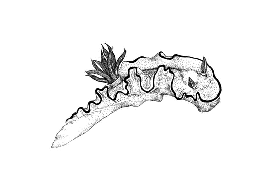“Nudibranch Chromodorididae” Ink drawing