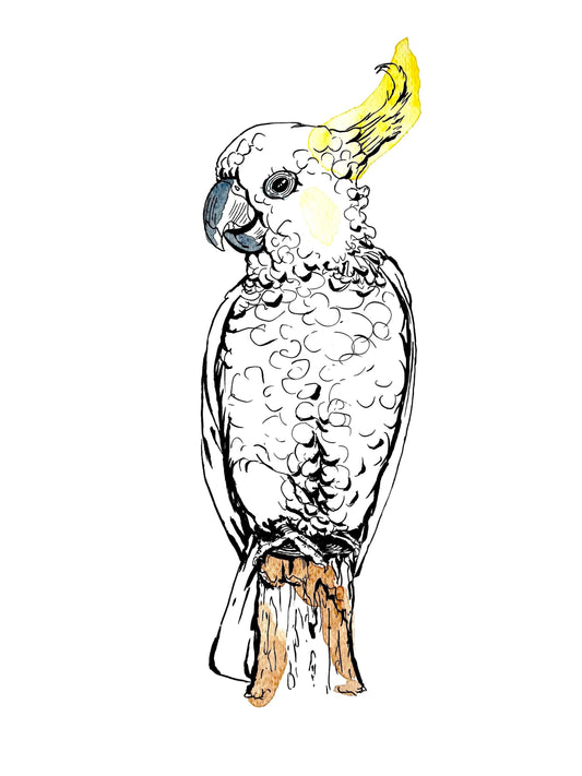 “Sulphur-crested cockatoo” watercolour