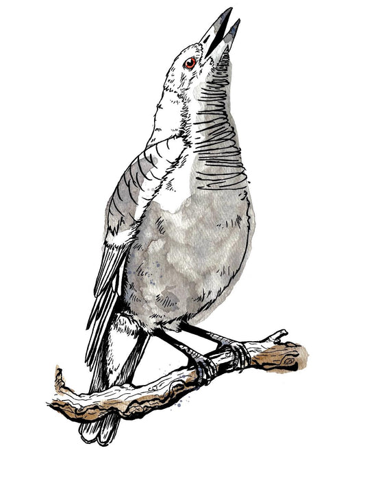 “Magpie” Watercolour